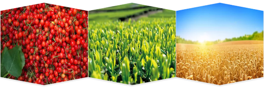 集團(tuán)助力河南省南陽(yáng)市鎮(zhèn)平縣委托招商引資，推動(dòng)縣域經(jīng)濟(jì)大轉(zhuǎn)型