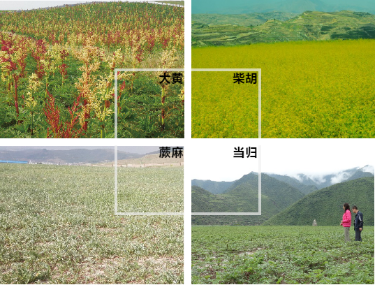 【甘南政府招商推介】立足生態(tài)優(yōu)勢，推動(dòng)綠色發(fā)展，打造青藏高原上的生態(tài)文明高地