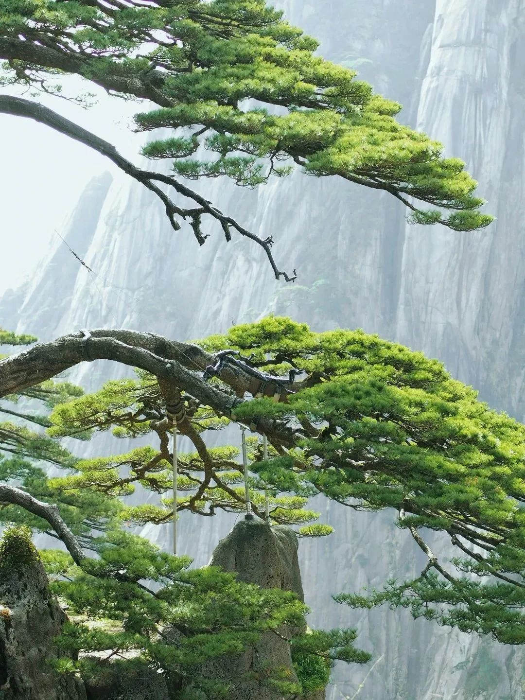 東方龍商務(wù)與春天有個(gè)約會(huì)！集團(tuán)100余人赴安徽黃山“團(tuán)建”，太嗨了！“奔跑二季度”——我們準(zhǔn)備好了！