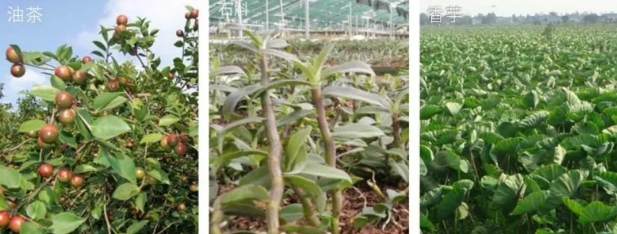 集團全力助推廣西賀州昭平縣委托招商引資，助力產業蝶變升級！