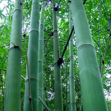 集團全力助推廣西賀州昭平縣委托招商引資，助力產業蝶變升級！